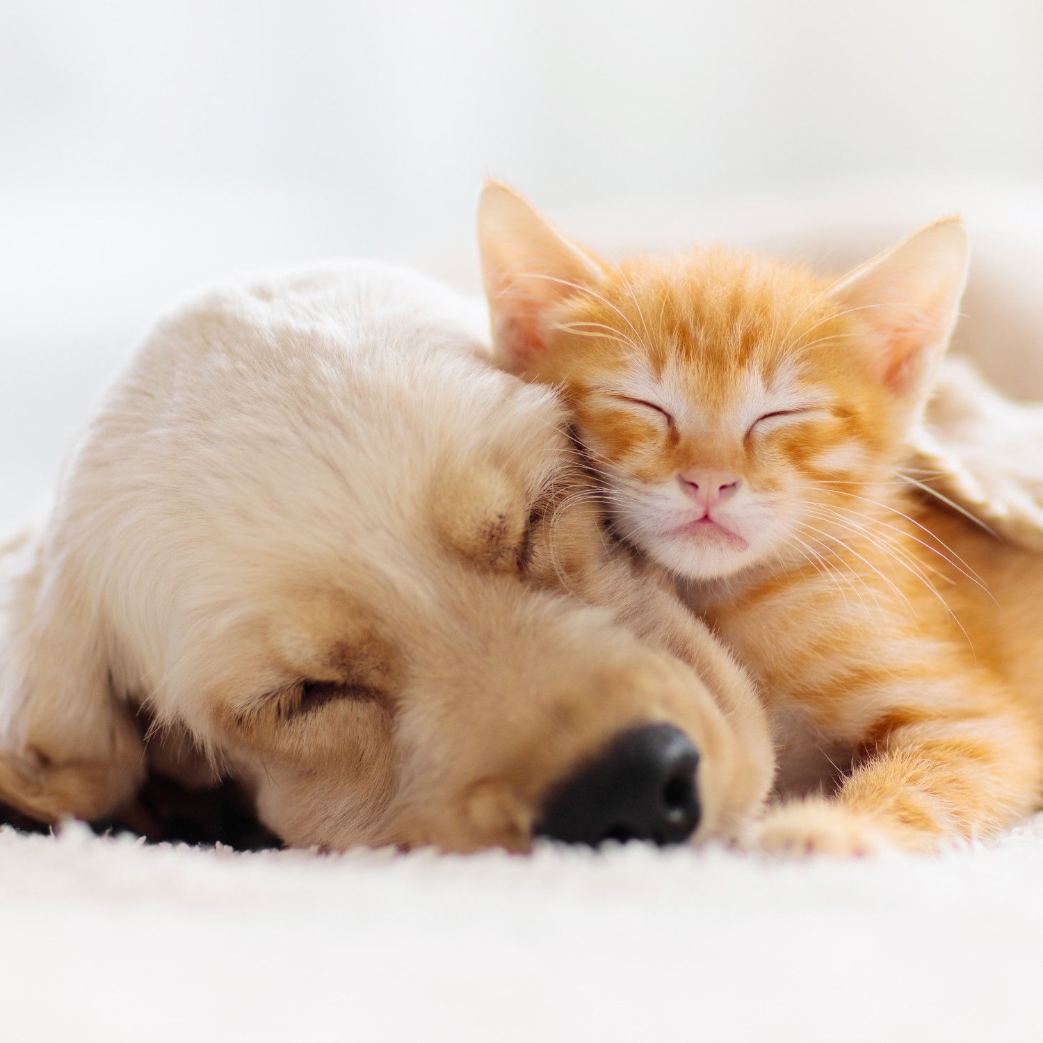 Puppy & Kitten Cuddling