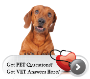 Sully Animal Hospital - Veterinarians serving Centreville, VA - Help Sully Animal Hospital - Veterinarians serving Centreville, VA - Help