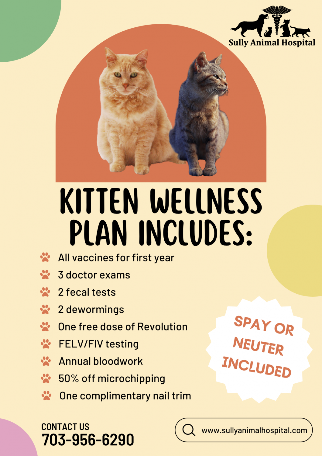 Kitten Packages Ad Banner