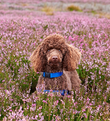 Dog in Lavander field