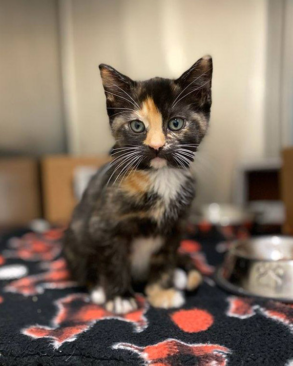 Calico Kitten