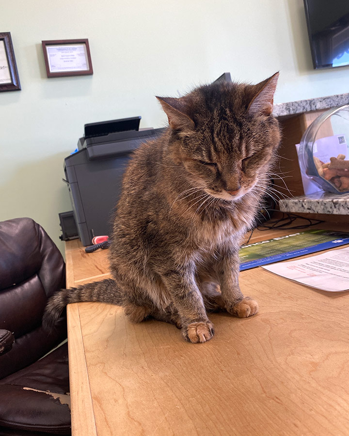 Cat on Desk