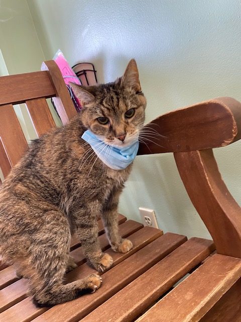 Cat on Bench