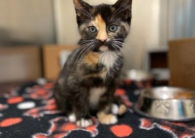 Calico Kitten