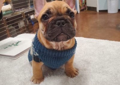 Dog in sweater