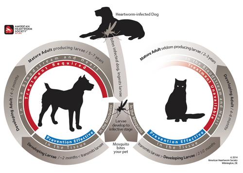 Lifecycle of Heartworms