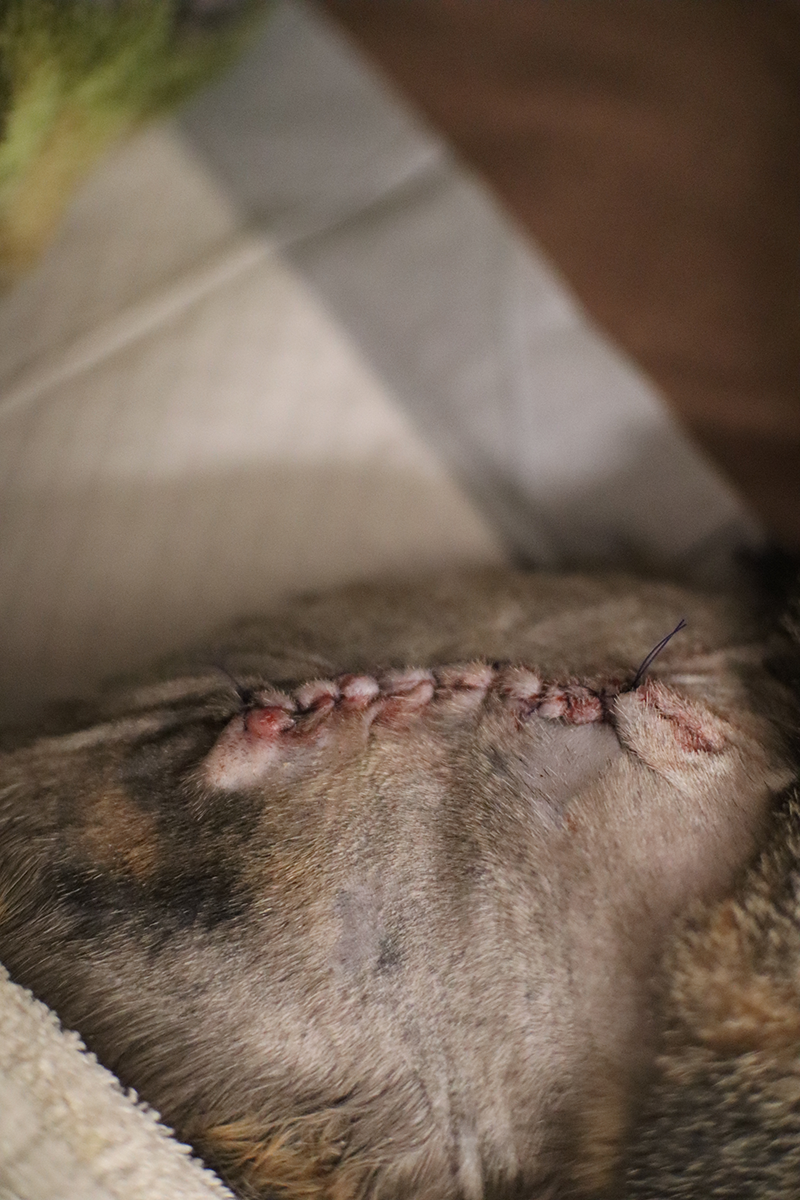 Mass Removal 1 - After