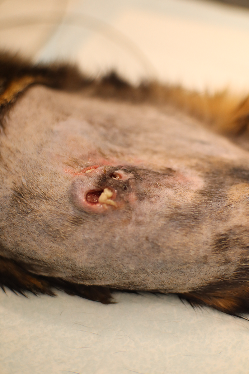 Mass Removal 1 - Before