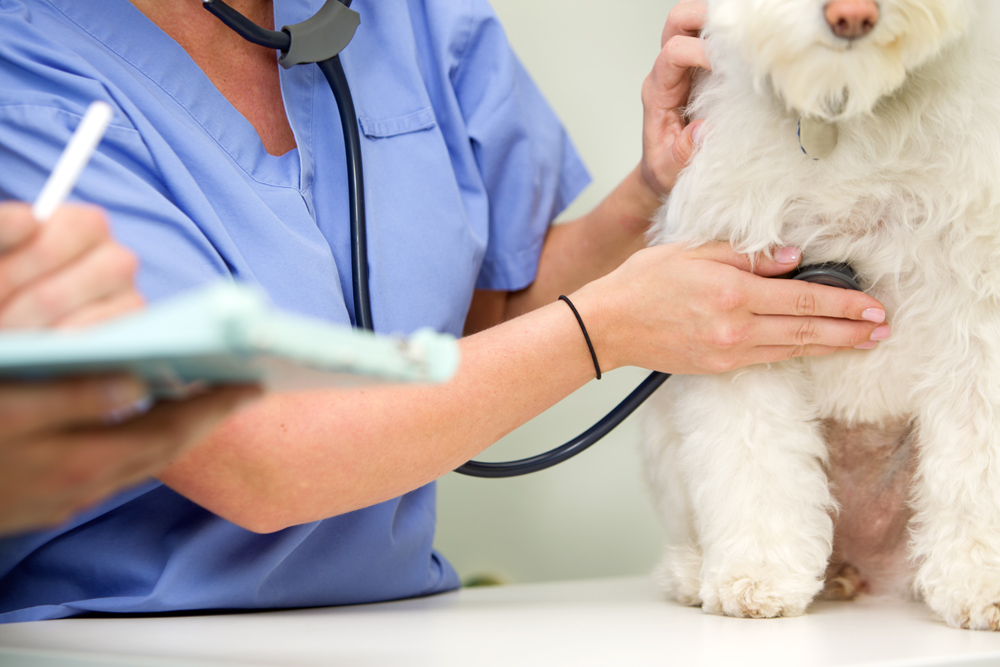 Pet Diagnostics - Dog getting Exam