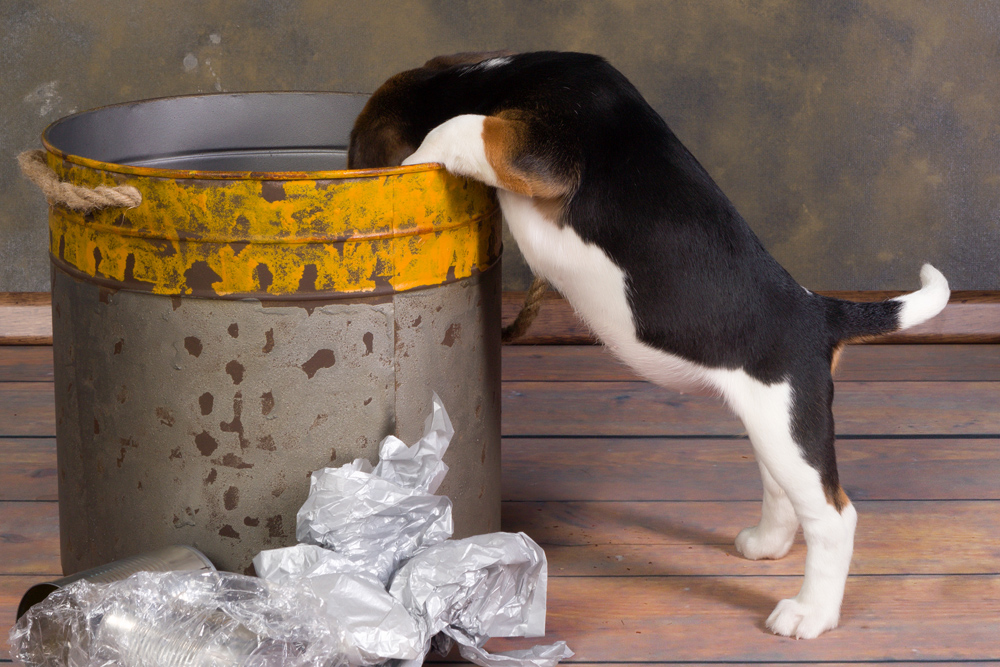 Pet Behavioral - Dog looking in bucket