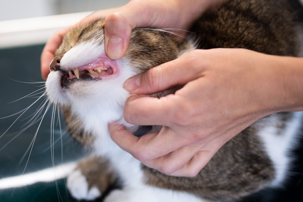 Pet Dentistry - Cat Dental