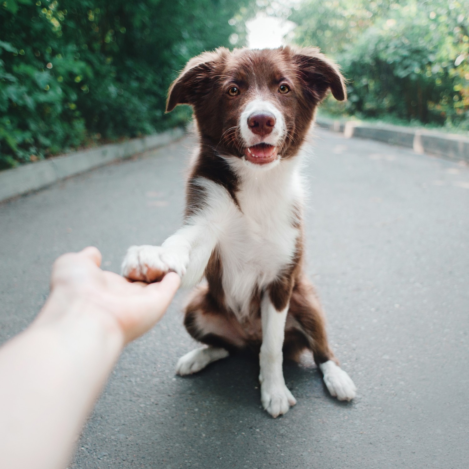 Human hand holding dog paw in a park